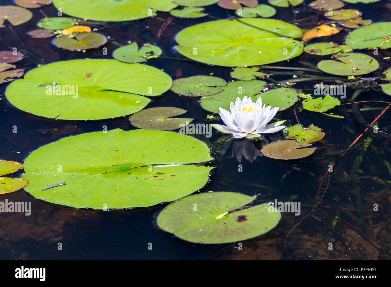 Nature around Lac Boivin in Granby, Eastern Townships, Quebec, Canada. White water lilies abound during summer. Stock Photo