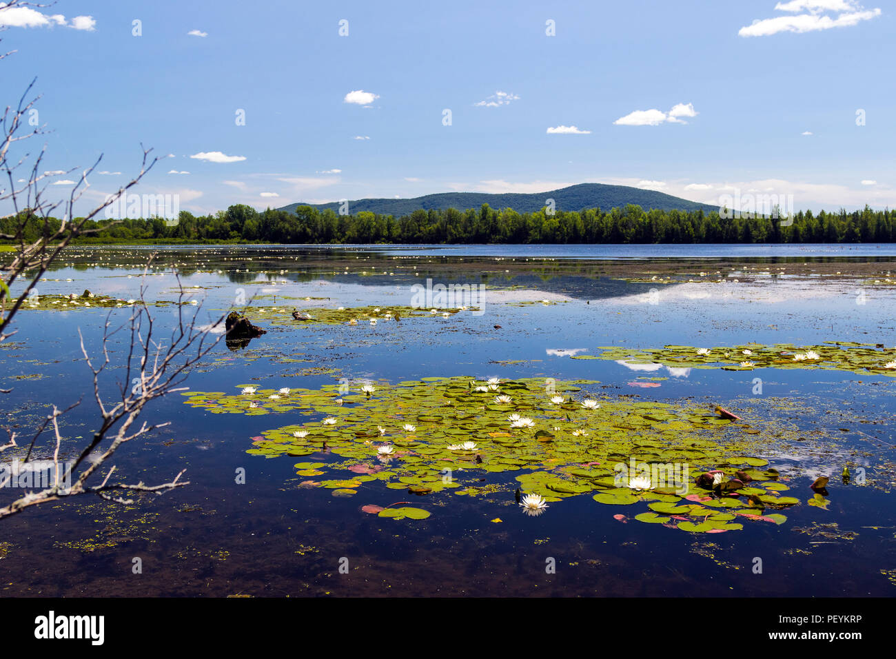 Nature around Lac Boivin in Granby, Eastern Townships, Quebec, Canada. White water lilies abound during summer. Mount Shefford in the background Stock Photo
