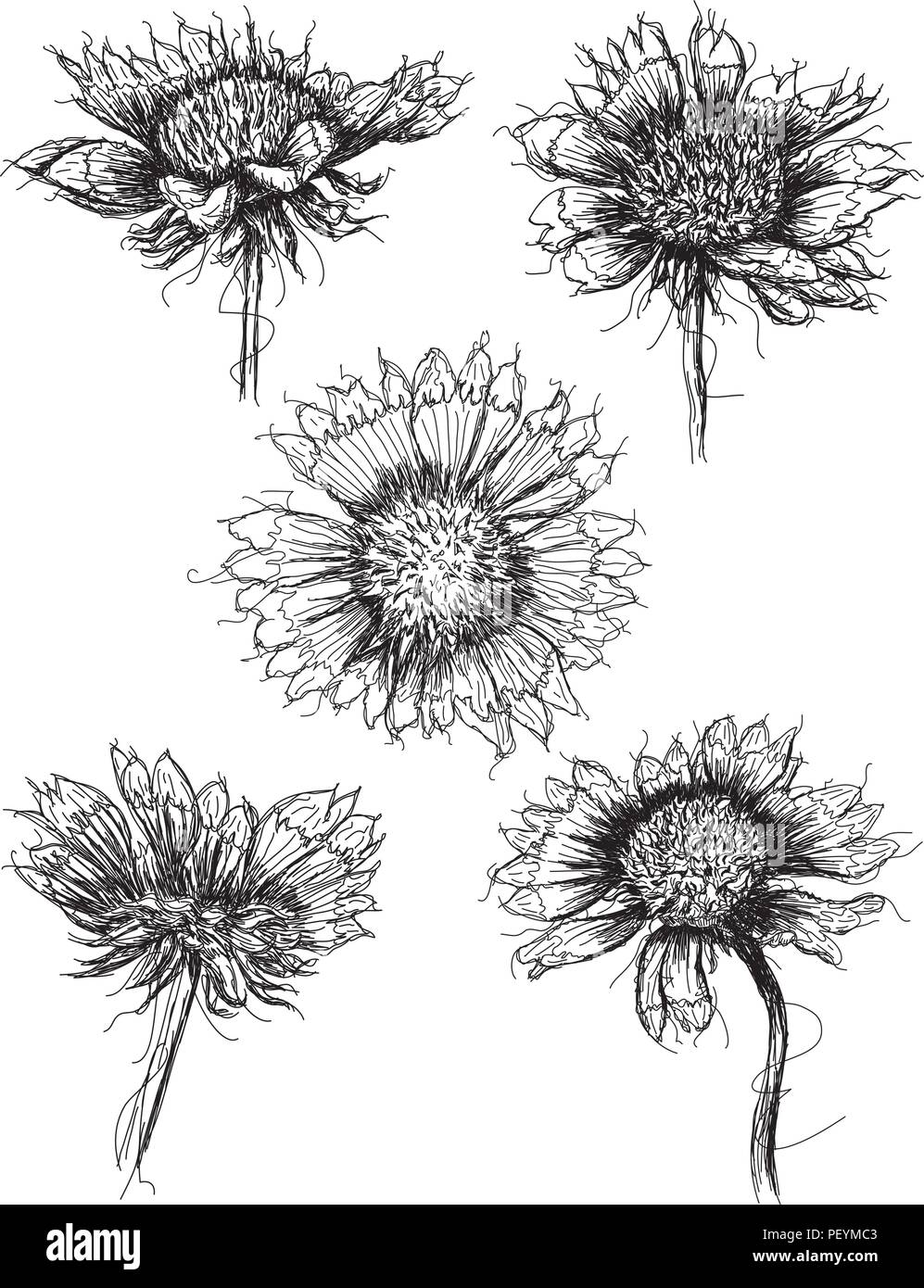 Wildflower sketches Stock Vector
