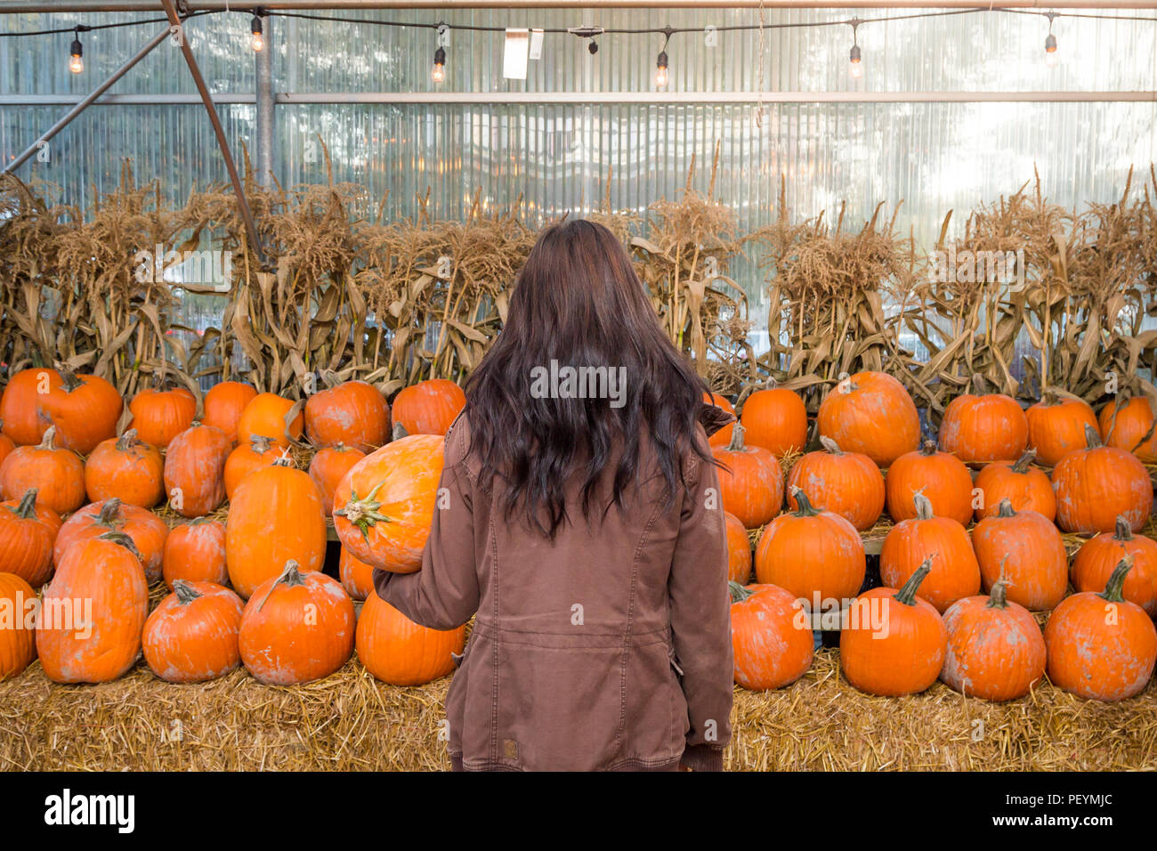 A young brunette woman holding a pumpkin in front of a row of pumpkins on a farm. Stock Photo