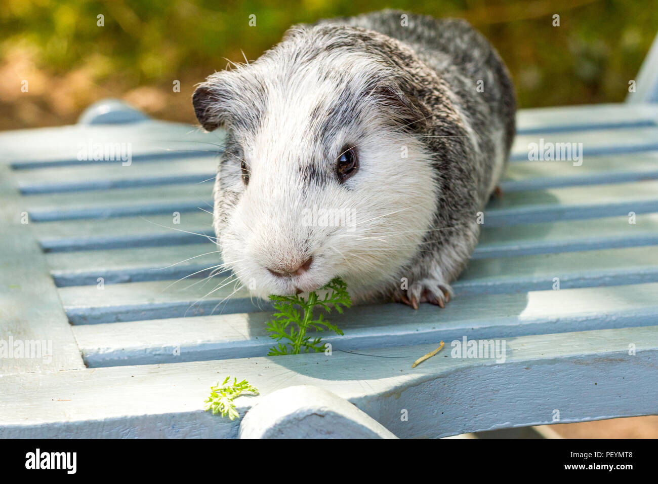 Momo The Ginea Pig A Beautiful Grey And White Short Haired