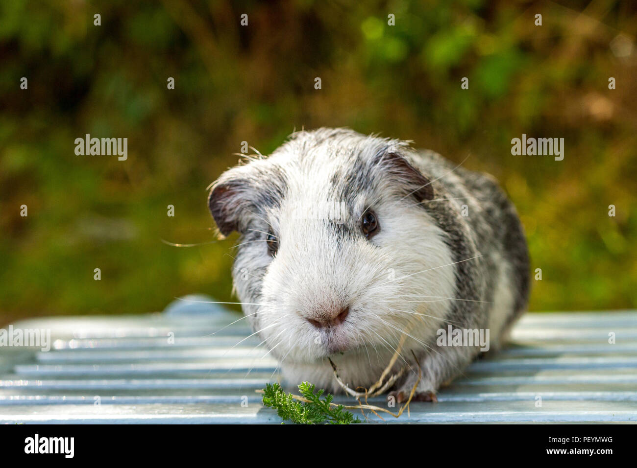 Momo The Ginea Pig A Beautiful Grey And White Short Haired