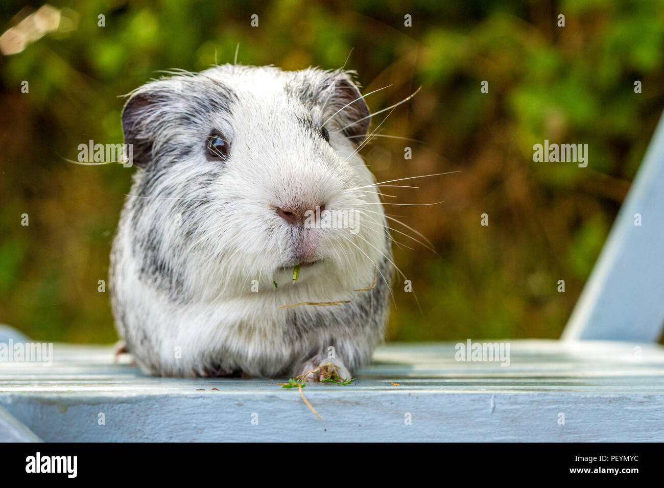 Momo The Ginea Pig A Beautiful Grey And White Short Haired