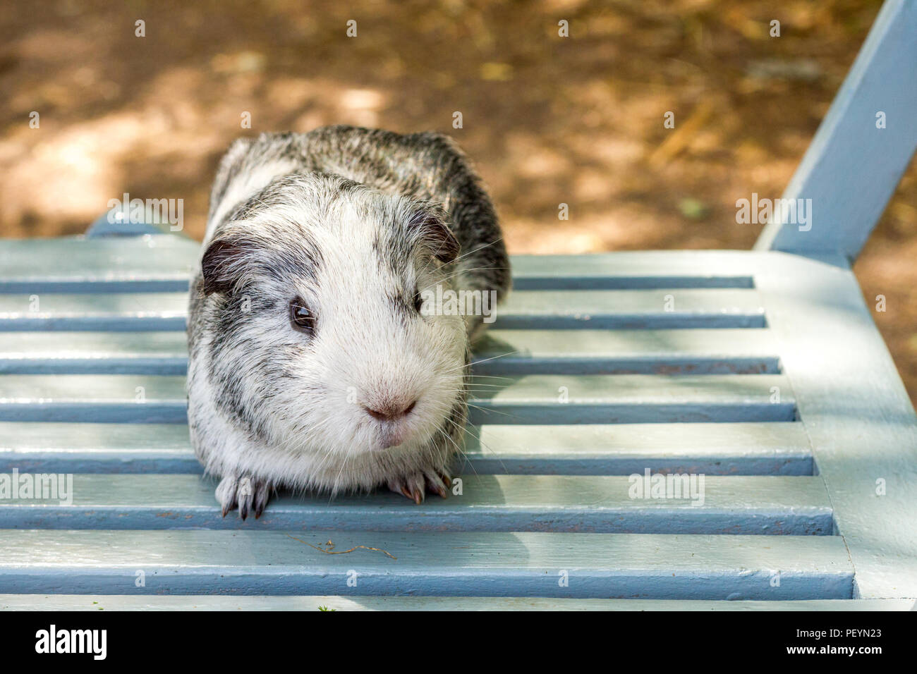 American Guinea Pig Stock Photos American Guinea Pig Stock