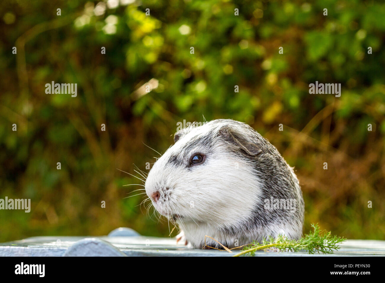 Momo The Ginea Pig A Beautiful Grey And White Short Haired