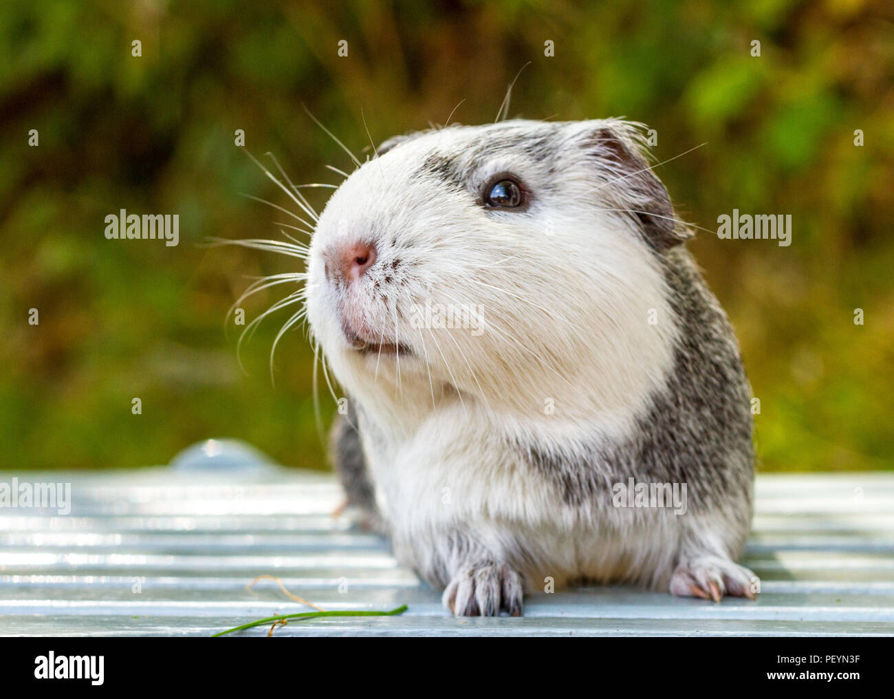 Momo The Ginea Pig A Beautiful Grey And White Short Haired