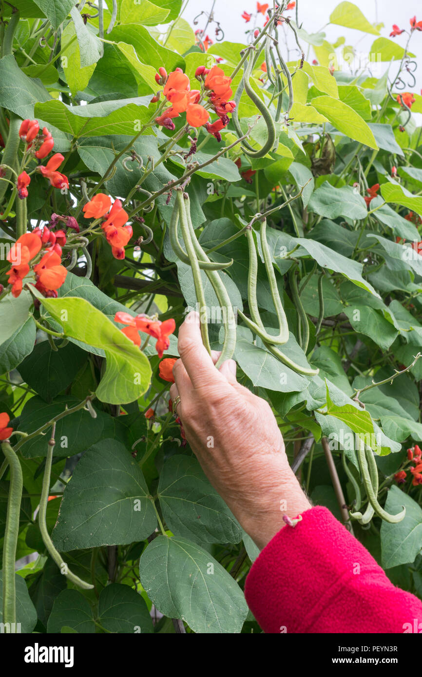 The hand of an older woman picking runner beans, variety Butler, on an allotment, England, UK Stock Photo
