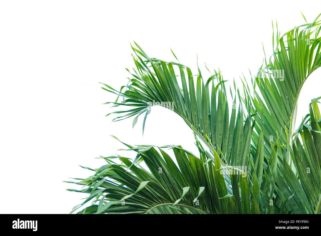 Green leaf of palm tree isolated on white background Stock Photo - Alamy