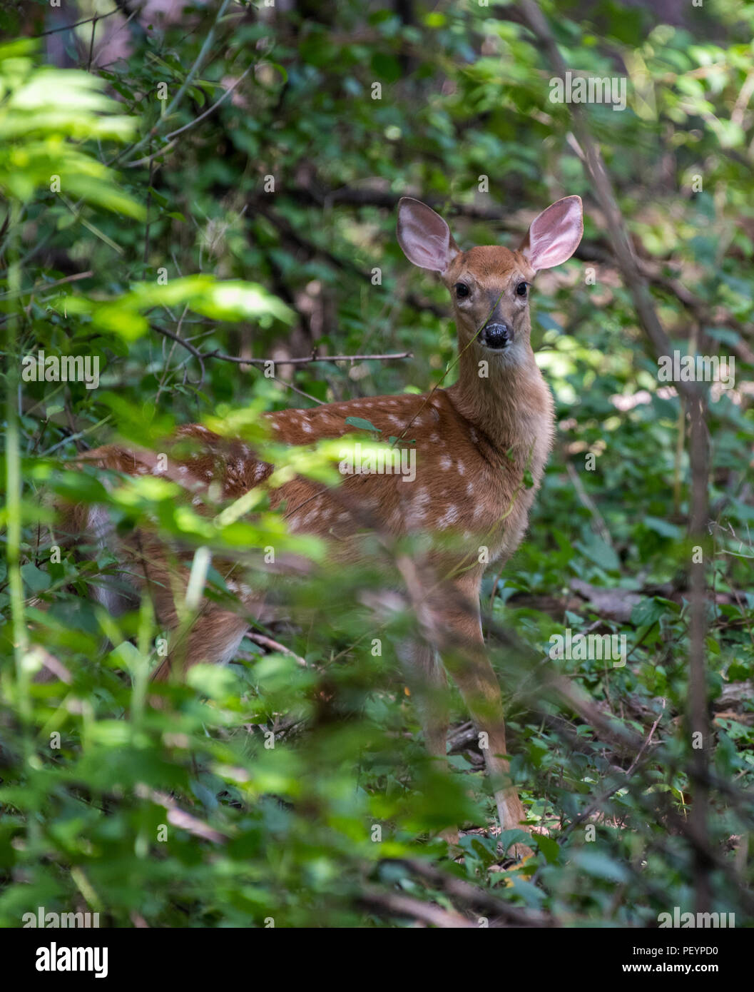 A white-tailed deer (Odocoileus virginianus) fawn looks alertly from the woods. Stock Photo