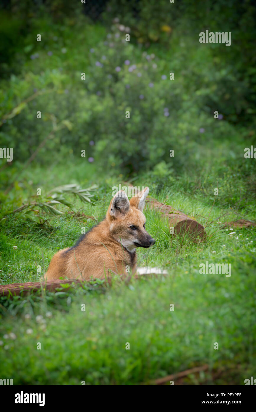 The maned wolf (Chrysocyon brachyurus). laying in the grass. Stock Photo