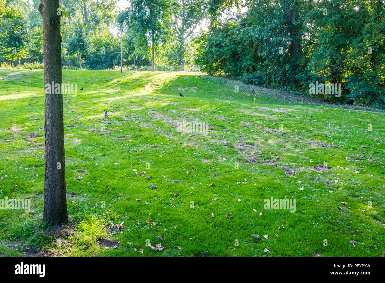 green grass lawn with tree park landscape Stock Photo - Alamy