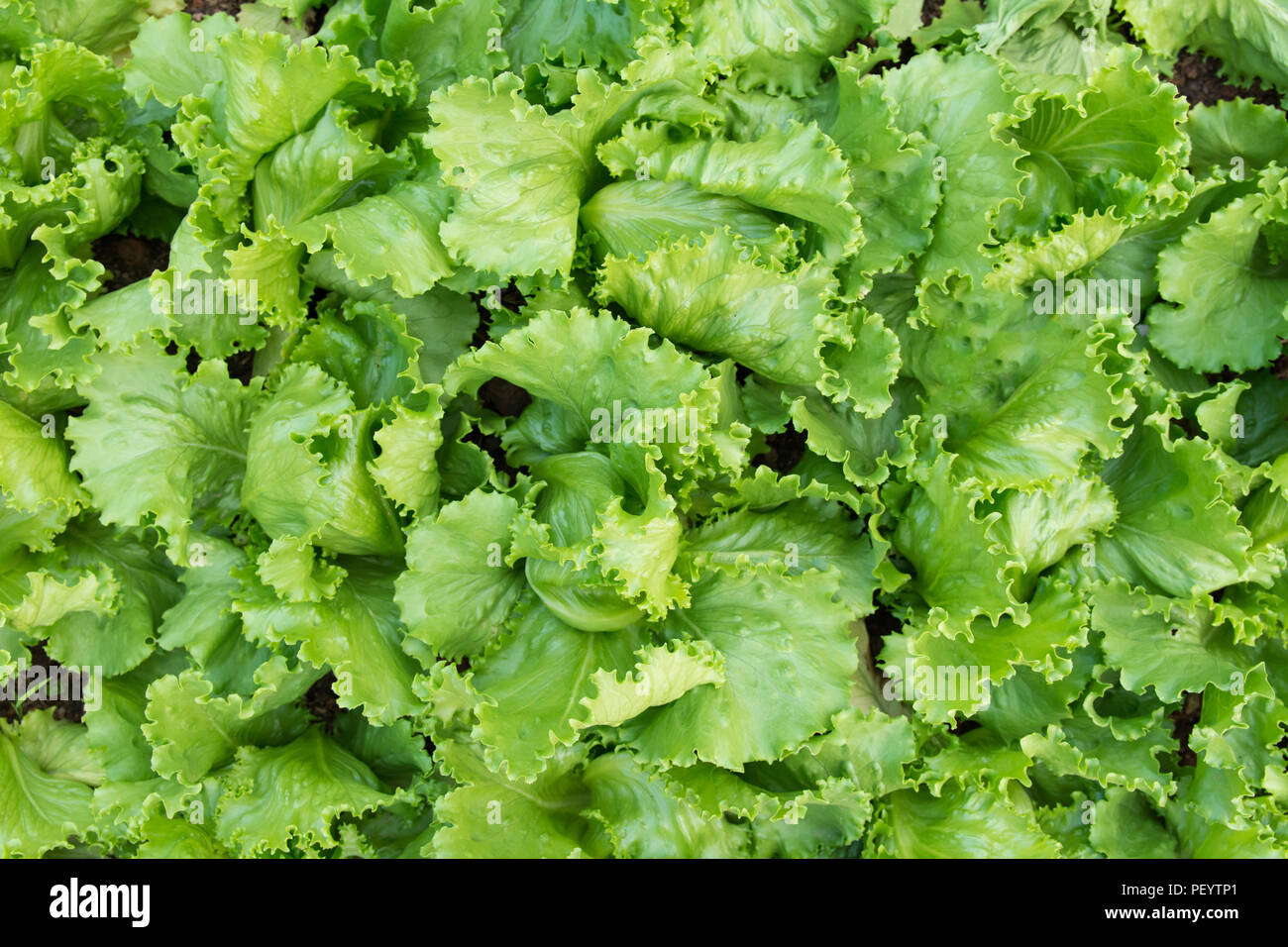Green lettuce plants in growth at garden top view. Fresh lettuce leaves background Stock Photo
