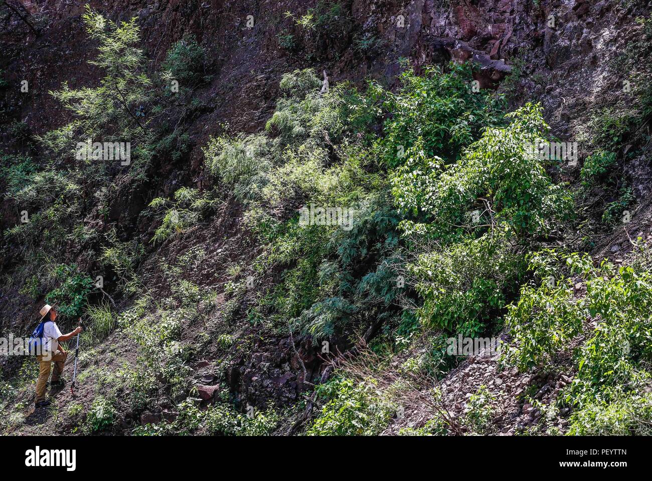 Raul Puente, a member of the Phoenix Desert Botanical Garden, is looking for cactus plants on the side of the hill.  Raul Puente, miembro de la org Desert Botanical Garden de Phoenix, busca plantas de cactus en la falda del cerro.   (Foto: LuisGutierrez/NortePhoto.com)   Expedición Discovery Madrense de GreaterGood ORG que recaba datos que  sirven como información de referencia para entender mejor las relaciones biológicas del Archipiélago Madrense y se usan para proteger y conservar las tierras vírgenes de las Islas Serranas Sonorenses. Expedición binacional aye une a colaboradores  de México Stock Photo