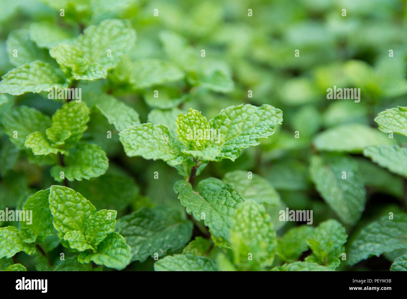 Green peppermint leaves background. fresh peppermint growing in the garden Stock Photo
