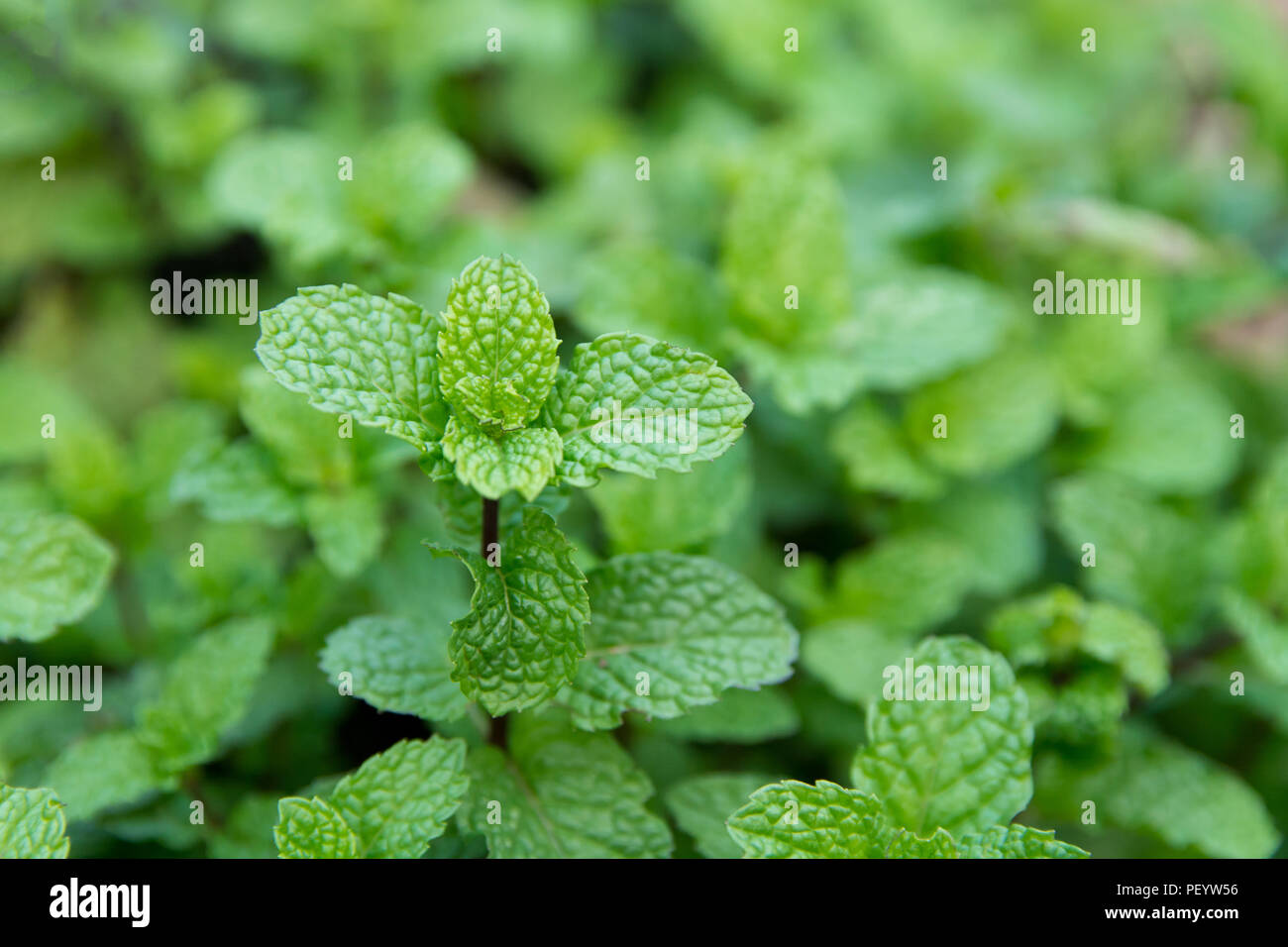 Green peppermint leaves background. fresh peppermint growing in the garden Stock Photo