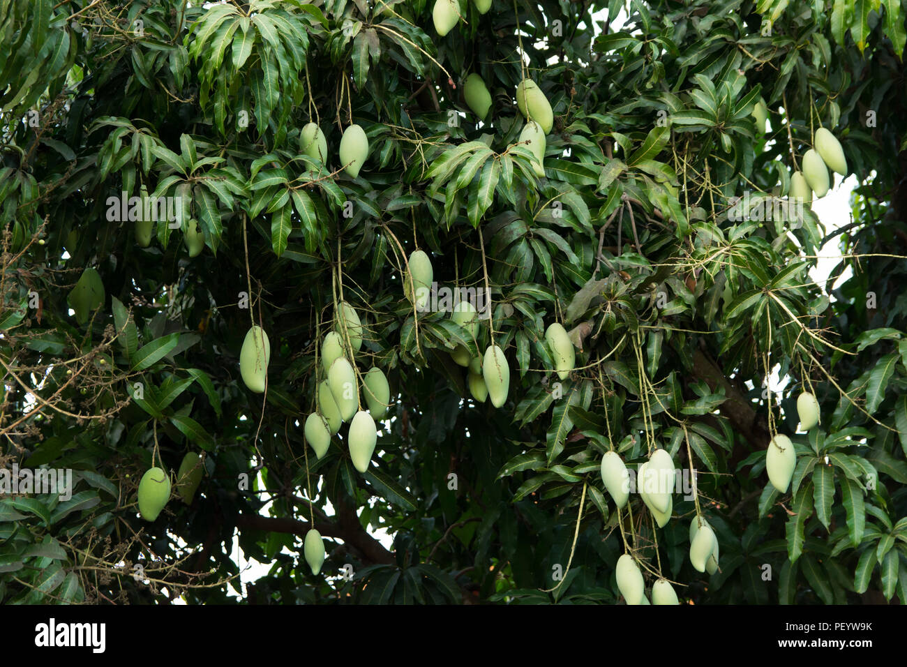 unripe green mangoes hanging from a mango tree Stock Photo - Alamy