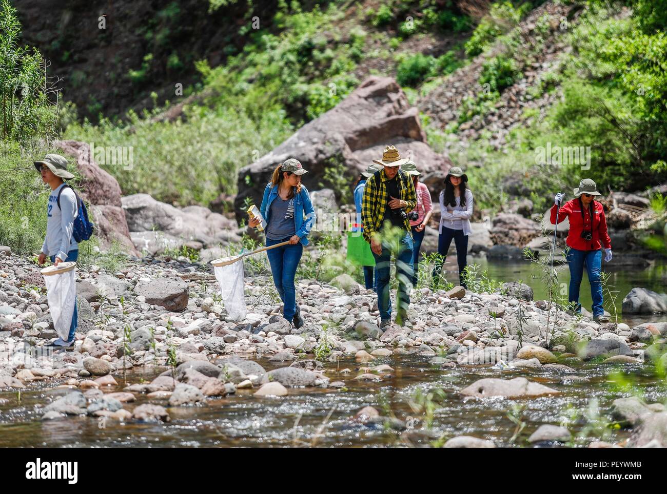 Students from the Universidad de la Sierra explore by the arroyo.  Estudiantes de la Universidad de la Sierra exploran por el arroyo.   (Foto: LuisGutierrez/NortePhoto.com)   Expedición Discovery Madrense de GreaterGood ORG que recaba datos que  sirven como información de referencia para entender mejor las relaciones biológicas del Archipiélago Madrense y se usan para proteger y conservar las tierras vírgenes de las Islas Serranas Sonorenses. Expedición binacional aye une a colaboradores  de México y Estados Unidos con experiencias y especialidades de las ciencias biológicas  variadas, con la  Stock Photo