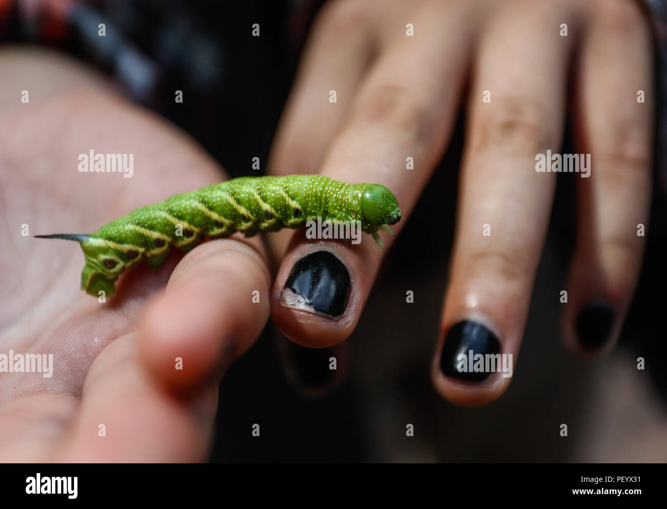 Anays Blanco, student, shows in his hand a caterpillar, worm Anays Blanco, estudiante, muestra en su mano una oruga, gusano.   (Foto: LuisGutierrez/NortePhoto.com)   Expedición Discovery Madrense de GreaterGood ORG que recaba datos que  sirven como información de referencia para entender mejor las relaciones biológicas del Archipiélago Madrense y se usan para proteger y conservar las tierras vírgenes de las Islas Serranas Sonorenses. Expedición binacional aye une a colaboradores  de México y Estados Unidos con experiencias y especialidades de las ciencias biológicas  variadas, con la intención Stock Photo