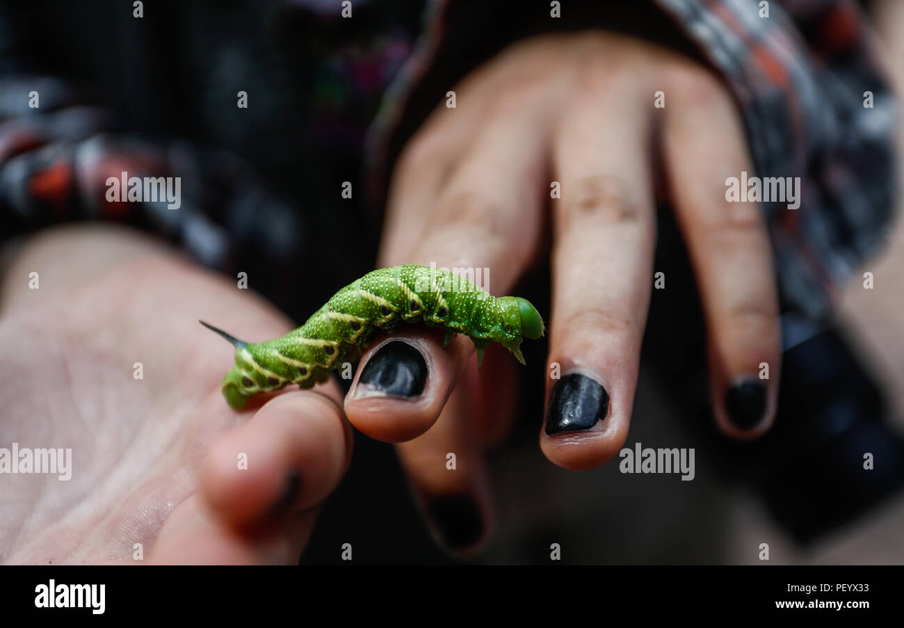 Anays Blanco, student, shows in his hand a caterpillar, worm Anays Blanco, estudiante, muestra en su mano una oruga, gusano.   (Foto: LuisGutierrez/NortePhoto.com)   Expedición Discovery Madrense de GreaterGood ORG que recaba datos que  sirven como información de referencia para entender mejor las relaciones biológicas del Archipiélago Madrense y se usan para proteger y conservar las tierras vírgenes de las Islas Serranas Sonorenses. Expedición binacional aye une a colaboradores  de México y Estados Unidos con experiencias y especialidades de las ciencias biológicas  variadas, con la intención Stock Photo