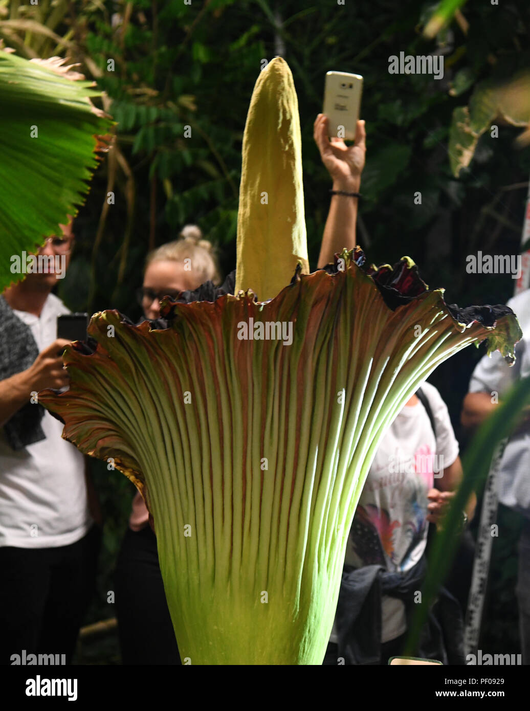 Dortmund, Germany. 17th Aug, 2018. Visitors photograph the titanium root (Amorphophallus titanum) in the Botanical Garden. This exotic plant blooms for only three days, during which it emits a distinctive smell. Credit: Ina Fassbender/dpa/Alamy Live News Stock Photo