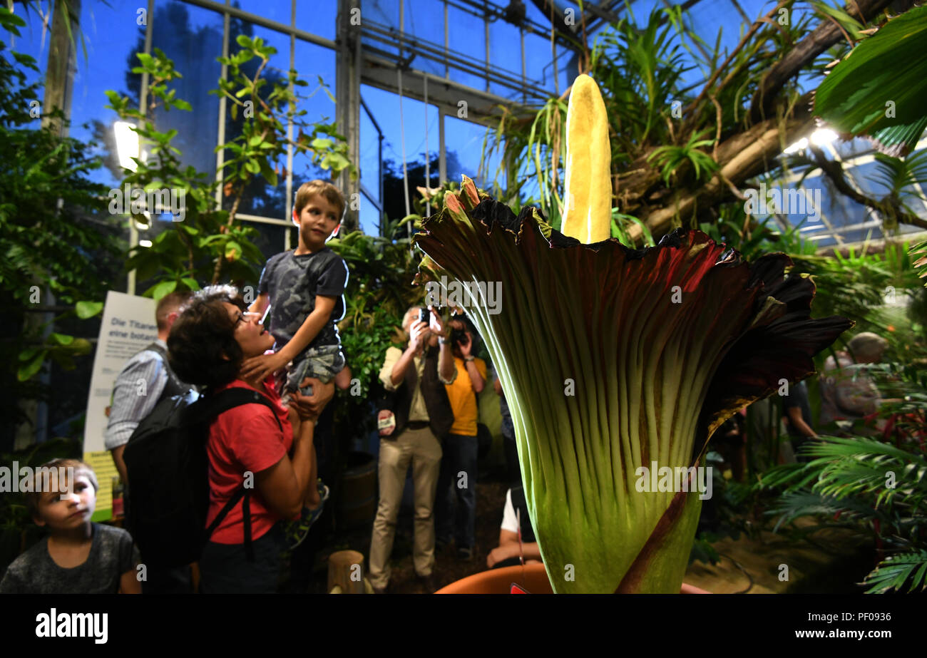 Dortmund, Germany. 17th Aug, 2018. Visitors take pictures of the titanium root (Amorphophallus titanum) in the Botanical Garden. This exotic plant blooms for only three days, during which it emits a distinctive smell. Credit: Ina Fassbender/dpa/Alamy Live News Stock Photo