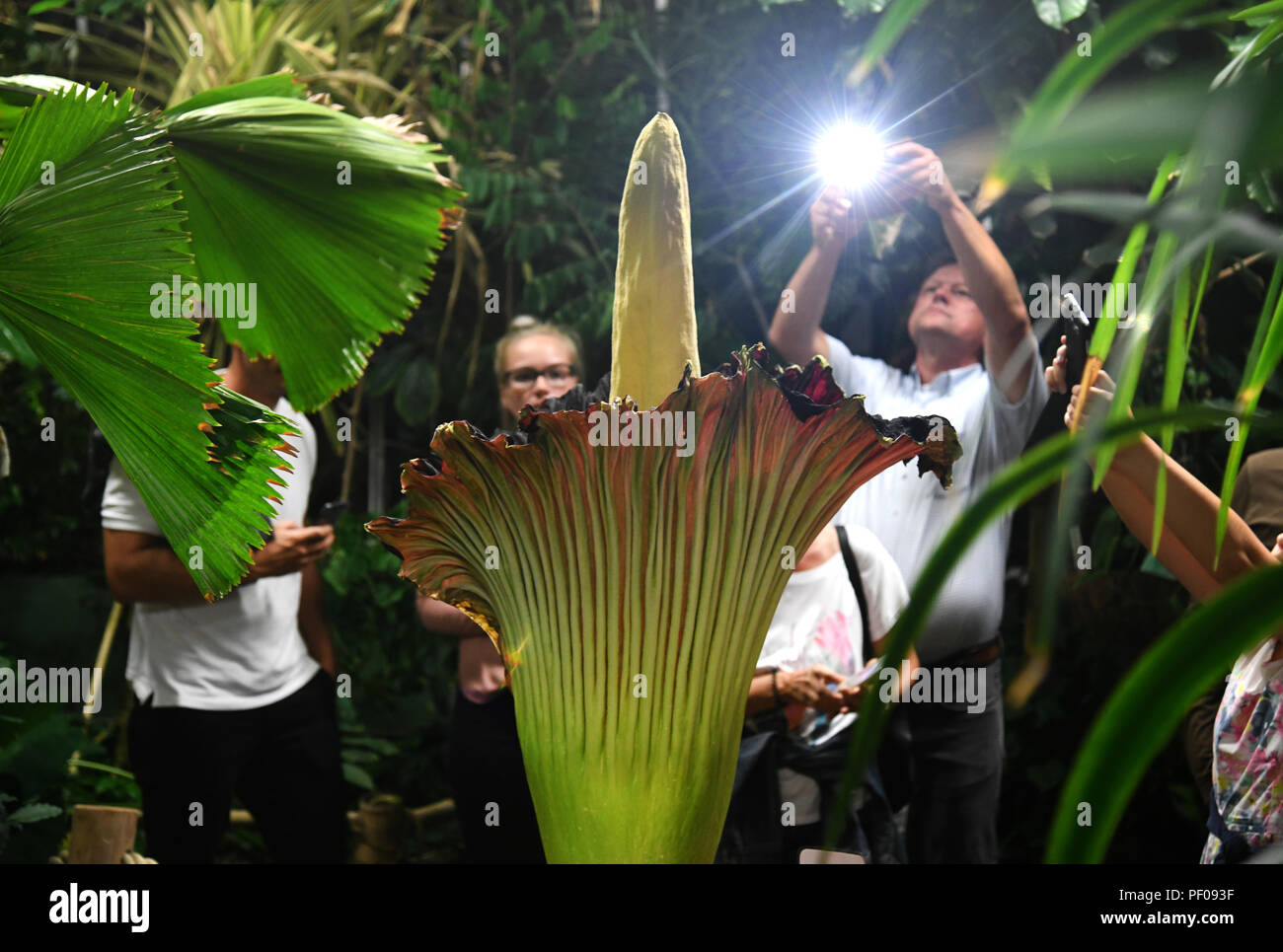 Dortmund, Germany. 17th Aug, 2018. Visitors photograph the titanium root (Amorphophallus titanum) in the Botanical Garden. This exotic plant blooms for only three days, during which it emits a distinctive smell. Credit: Ina Fassbender/dpa/Alamy Live News Stock Photo