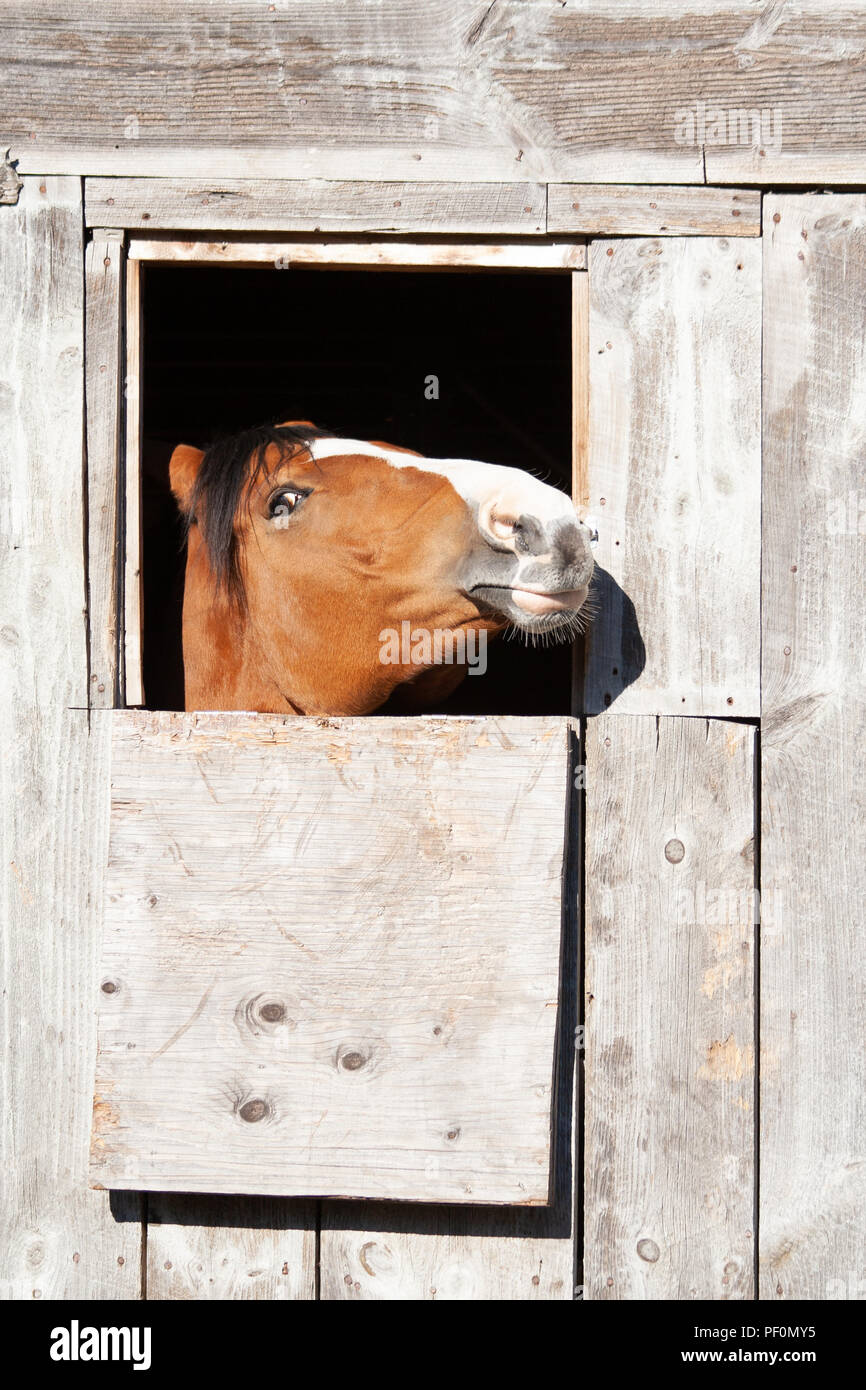 Head Shot Of Horse Looking At The Camera Through Barn Window Stock