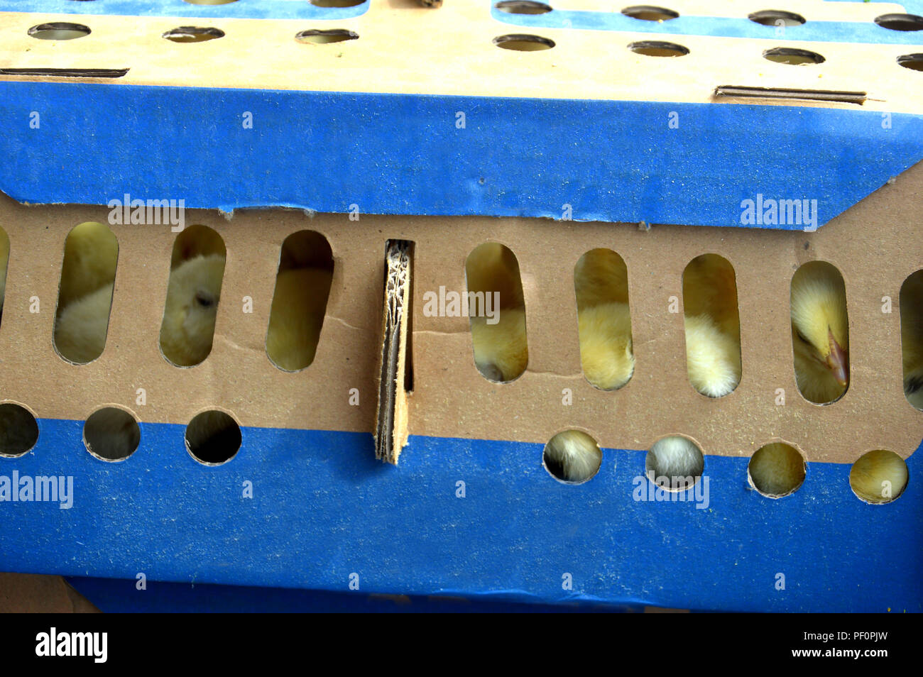 chicks in the box Stock Photo Alamy
