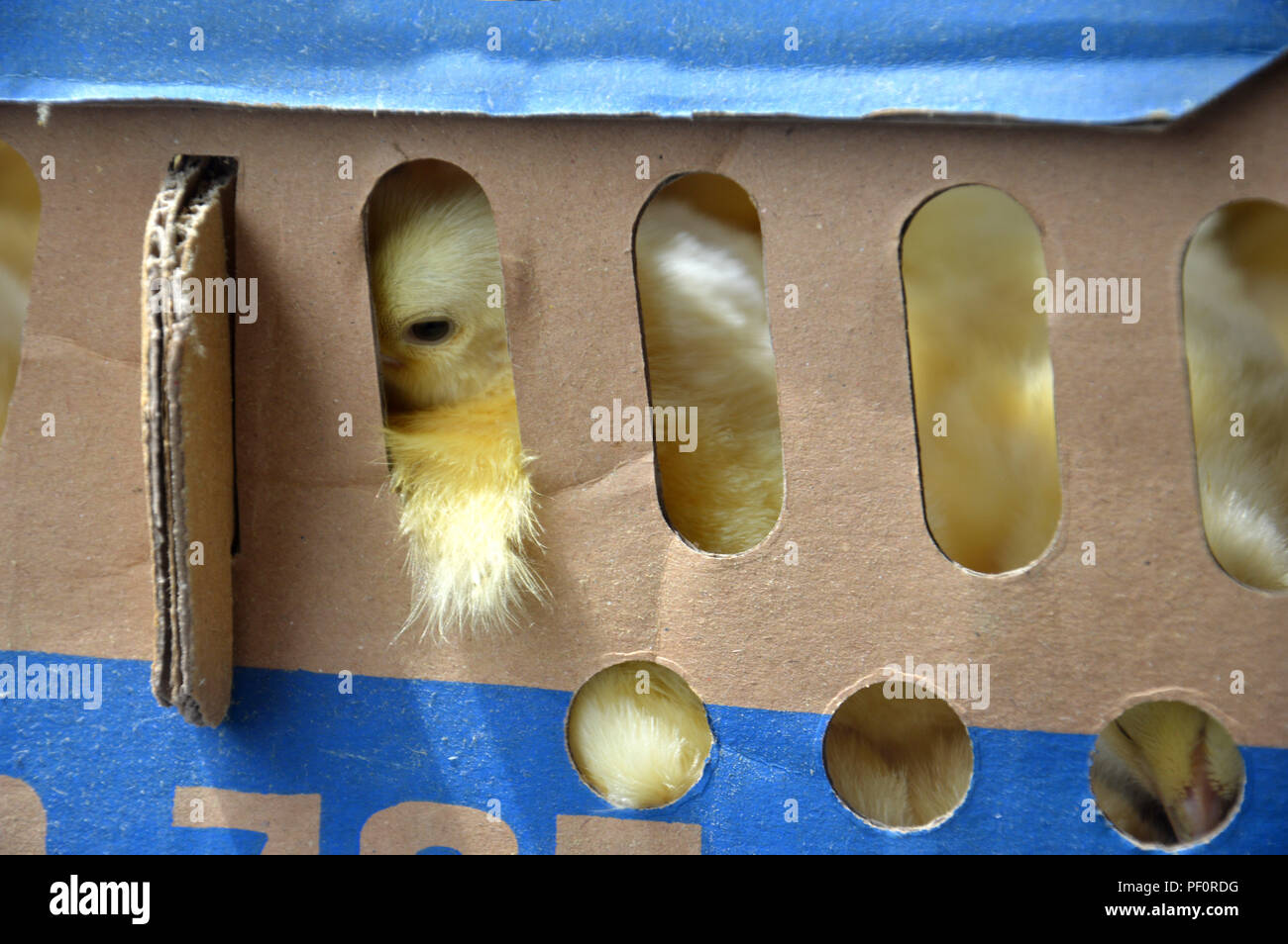 chicks in the box Stock Photo Alamy