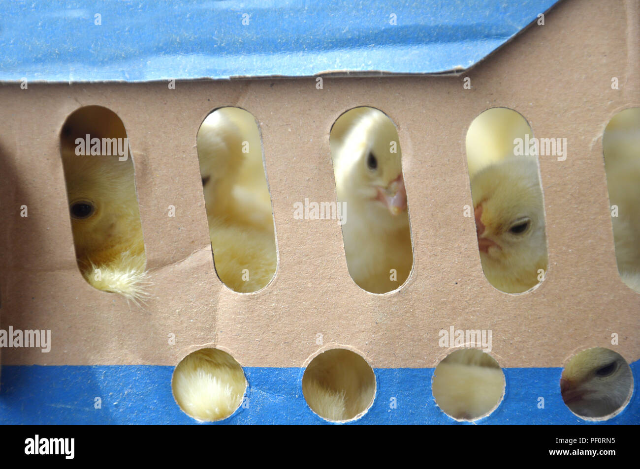 chicks in the box Stock Photo Alamy
