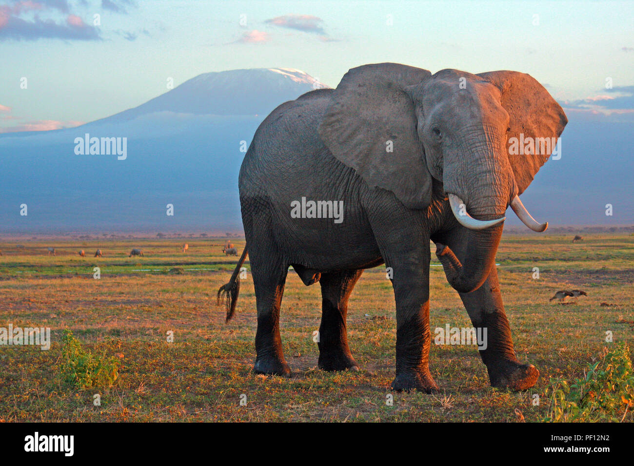 African bush elephant or African elephant (Loxodonta africana) at Mount Kilimanjaro, Amboseli Stock Photo