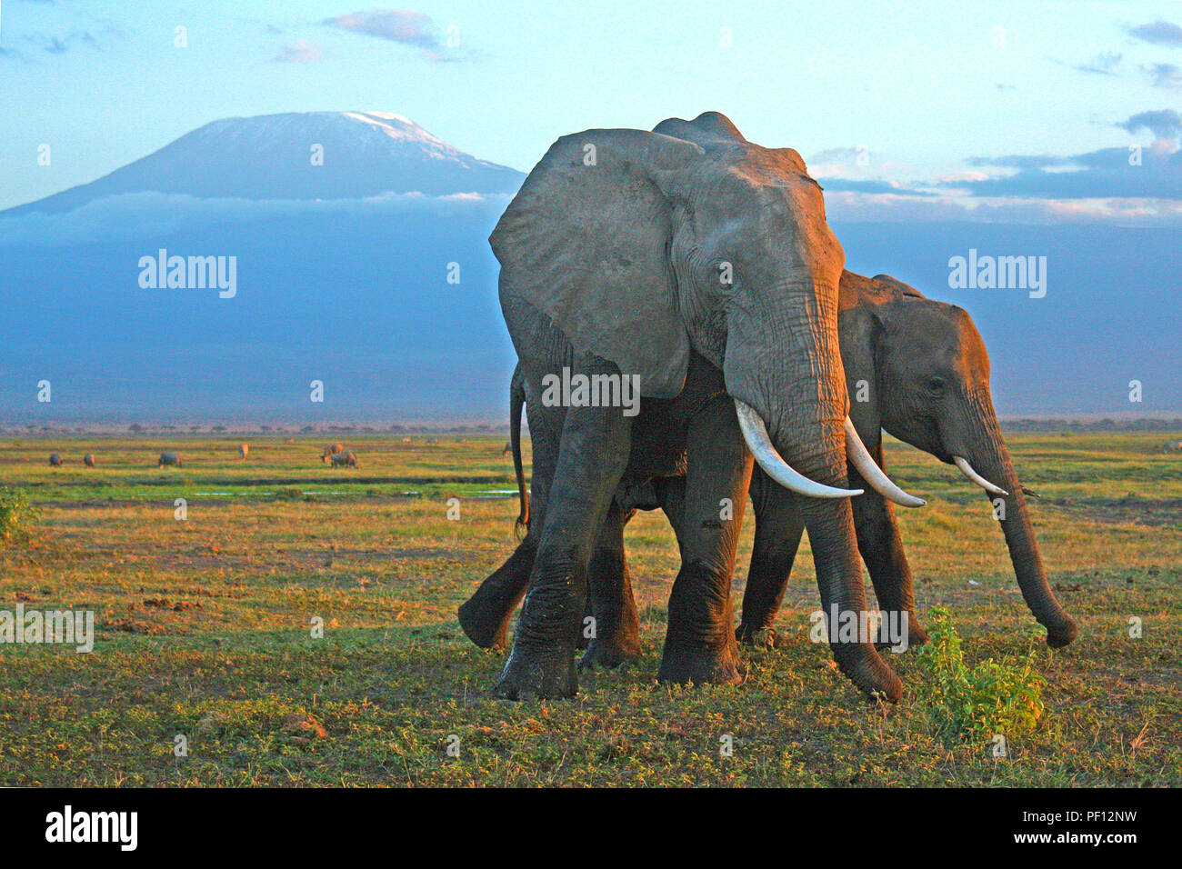 African bush elephant or African elephant (Loxodonta africana) at Mount Kilimanjaro, Amboseli Nationalpark, Kenya Stock Photo