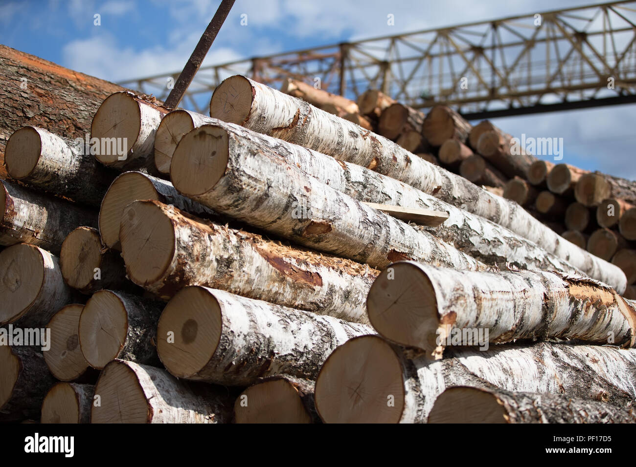 Birch logs at a wood processing plant.Woodworking industry Stock Photo