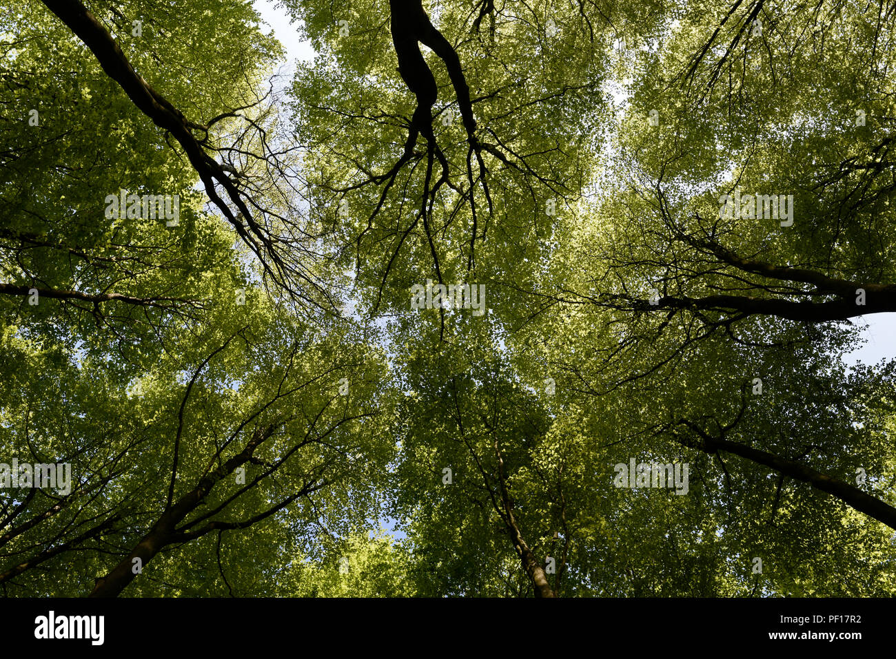 Beech trees in Micheldever Wood, Hamshire, England Stock Photo