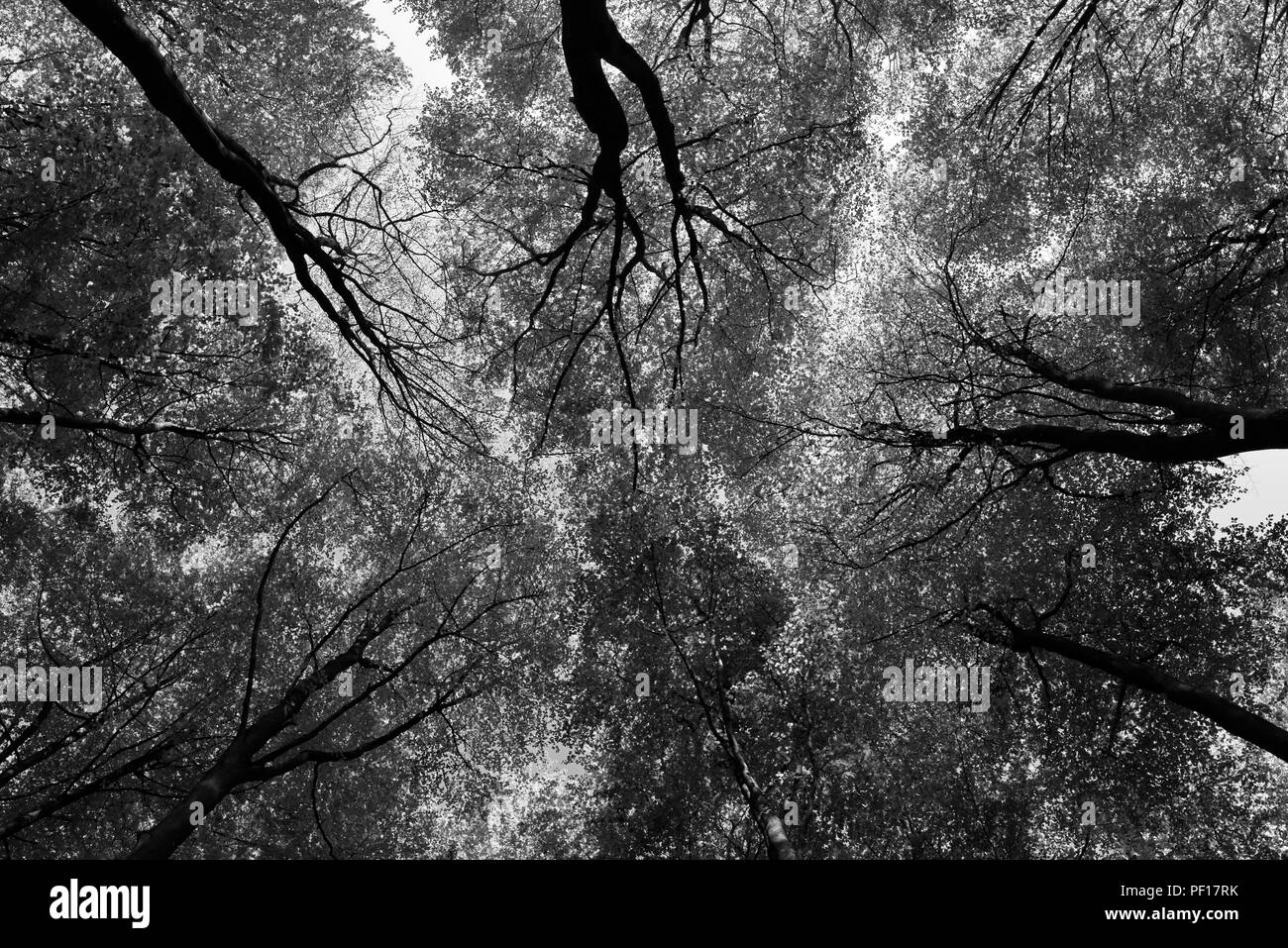 Ancient beech trees in Black and White Stock Photos & Images - Alamy