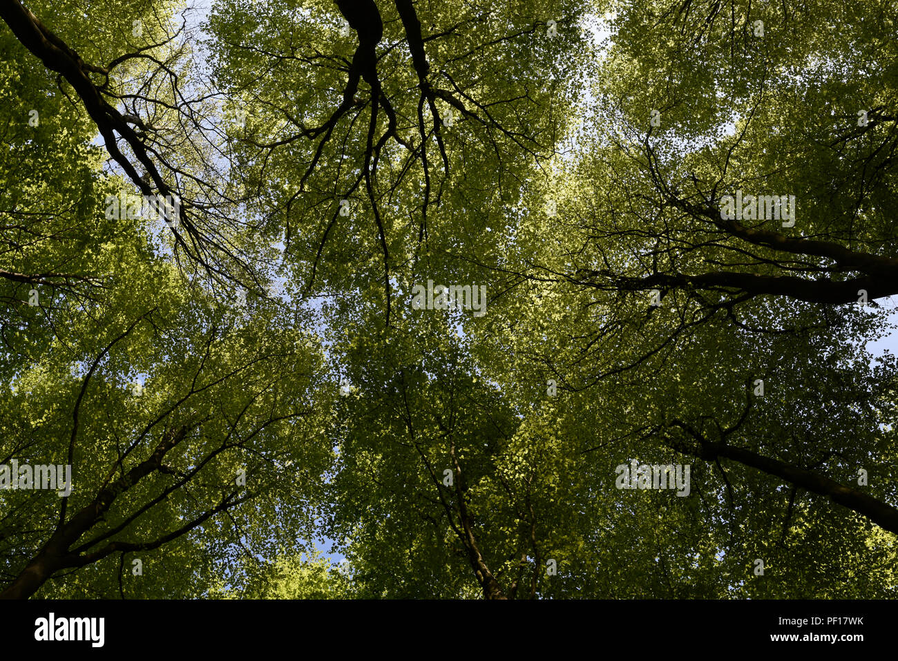 Beech trees in Micheldever Wood, Hamshire, England Stock Photo