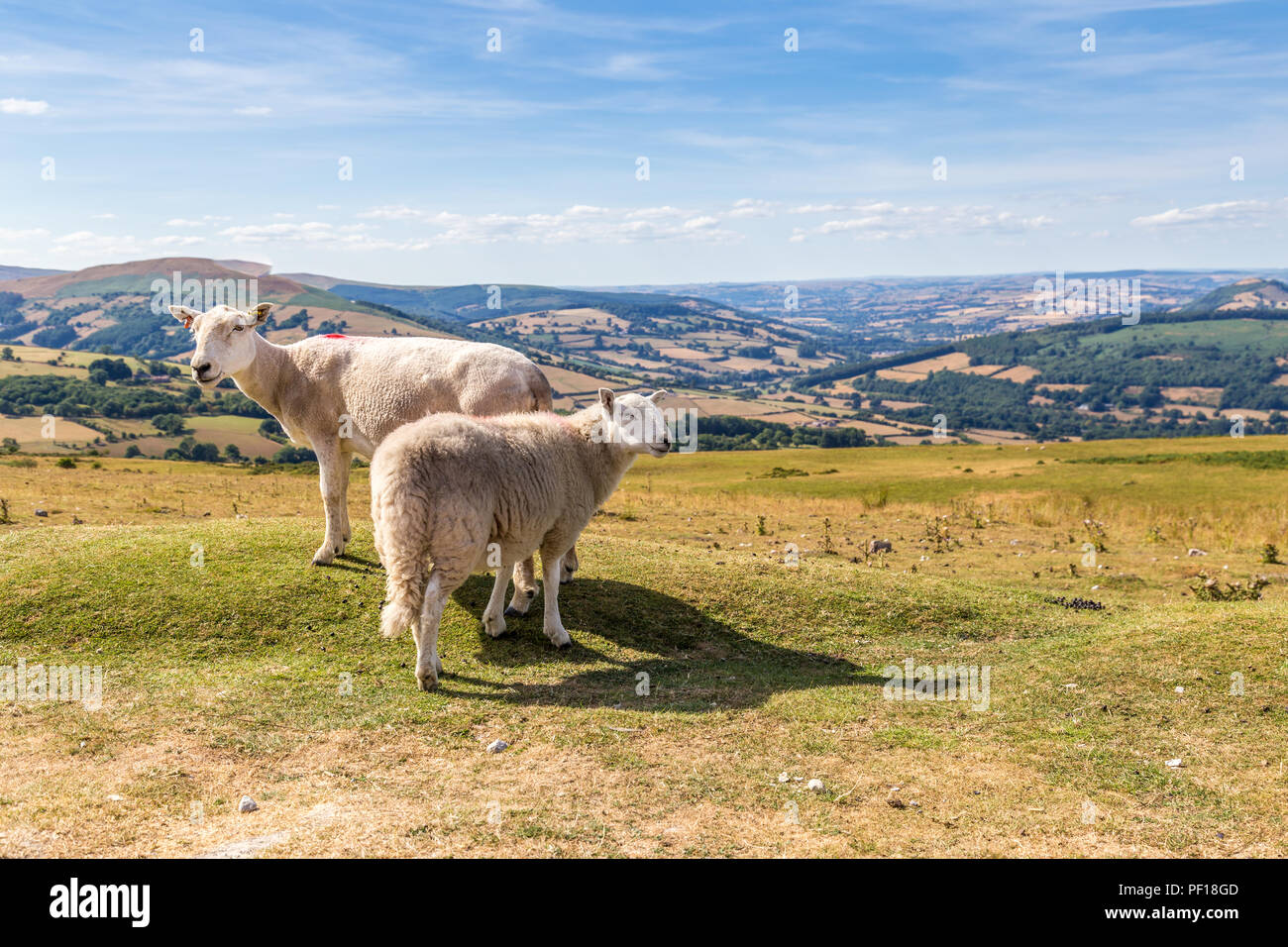 Sheep and lamb in Brecon Beacons National Park in Wales, UK Stock Photo ...