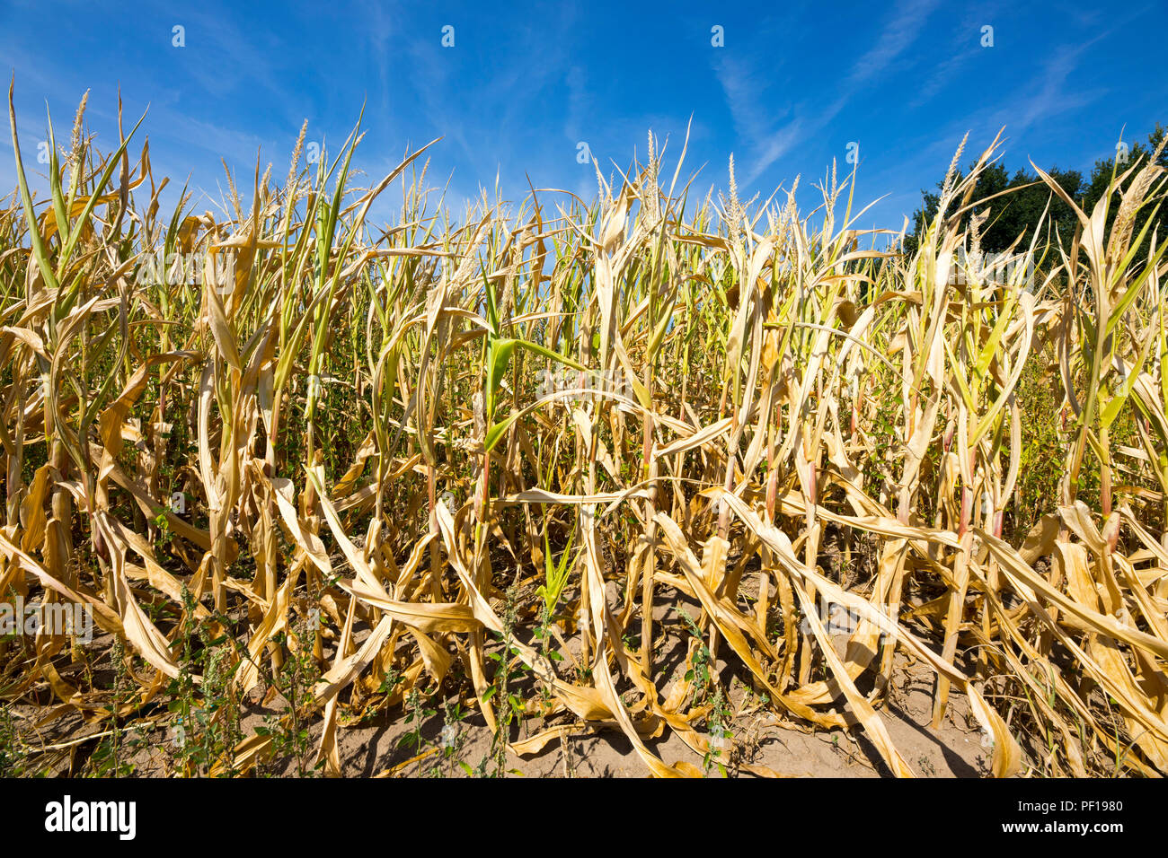Corn field dried up and only grown low, small corn cobs, through the