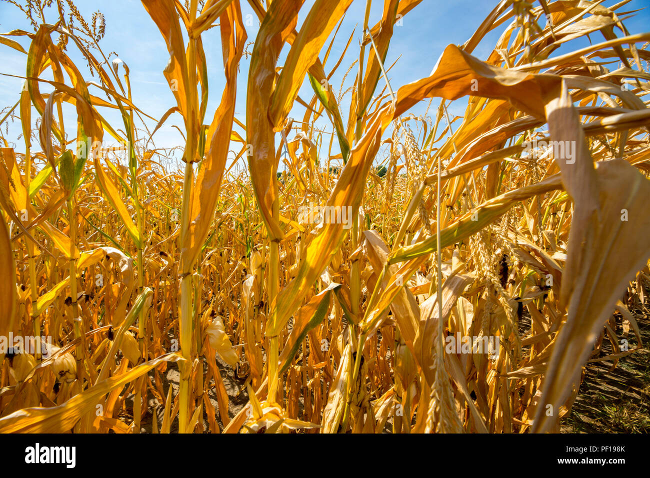 Corn field dried up and only grown low, small corn cobs, through the summer drought, drought, in Ostwestfalen Lippe, Germany, summer 2018, Stock Photo