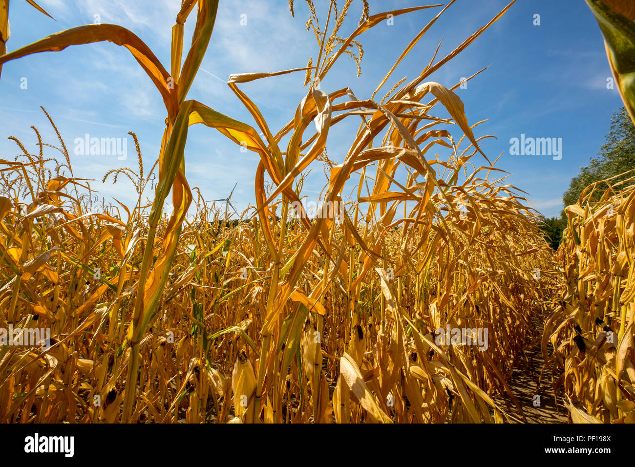 Corn field dried up and only grown low, small corn cobs, through the summer drought, drought, in Ostwestfalen Lippe, Germany, summer 2018, Stock Photo