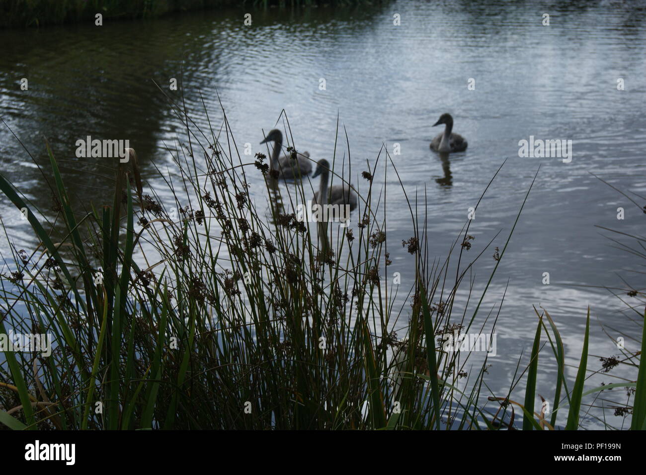 Swans on fishing lake Stock Photo