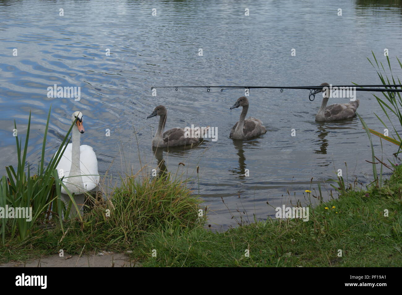 Swans on fishing lake Stock Photo