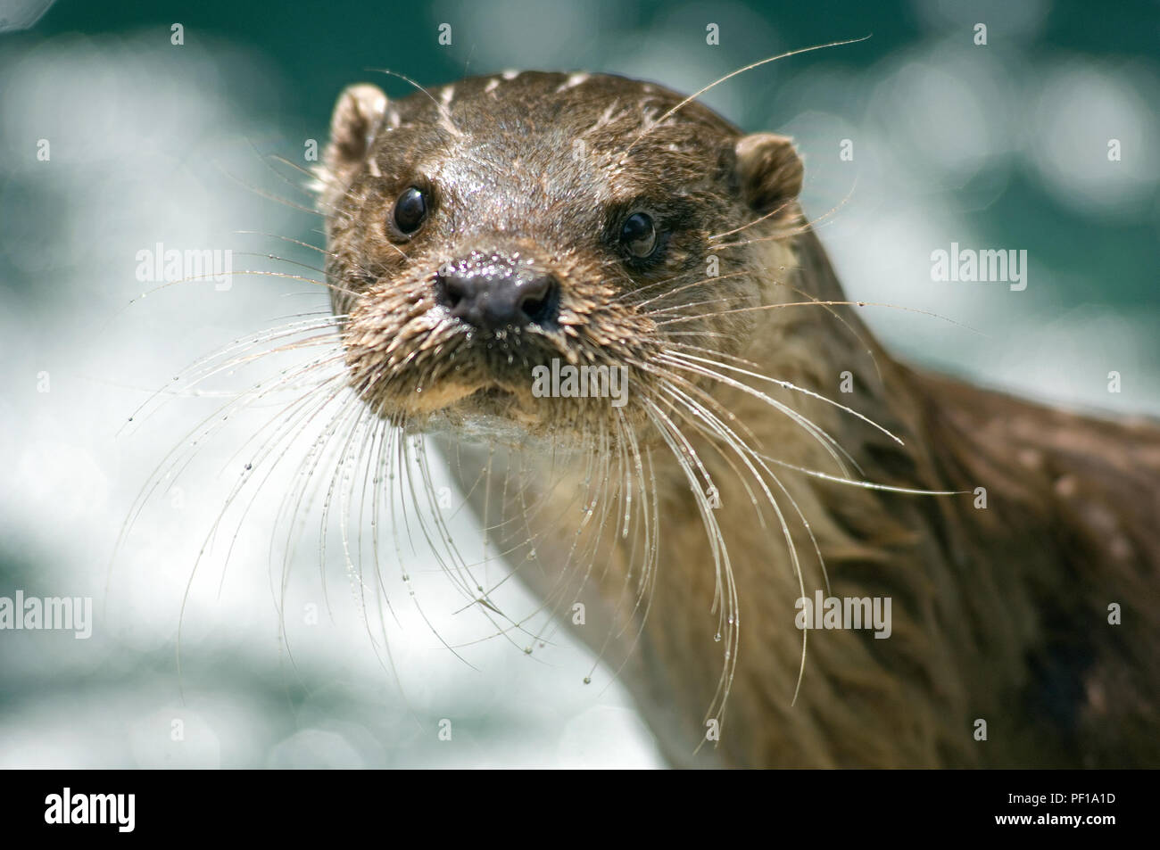 European Otter Lutra Lutra Portrait Loutre D Europe Stock Photo Alamy European Otter Lutra Lutra Portrait Loutre D Europe Stock Photo Alamy