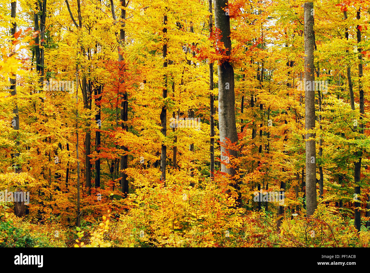 Bright orange colors hi-res stock photography and images - Alamy