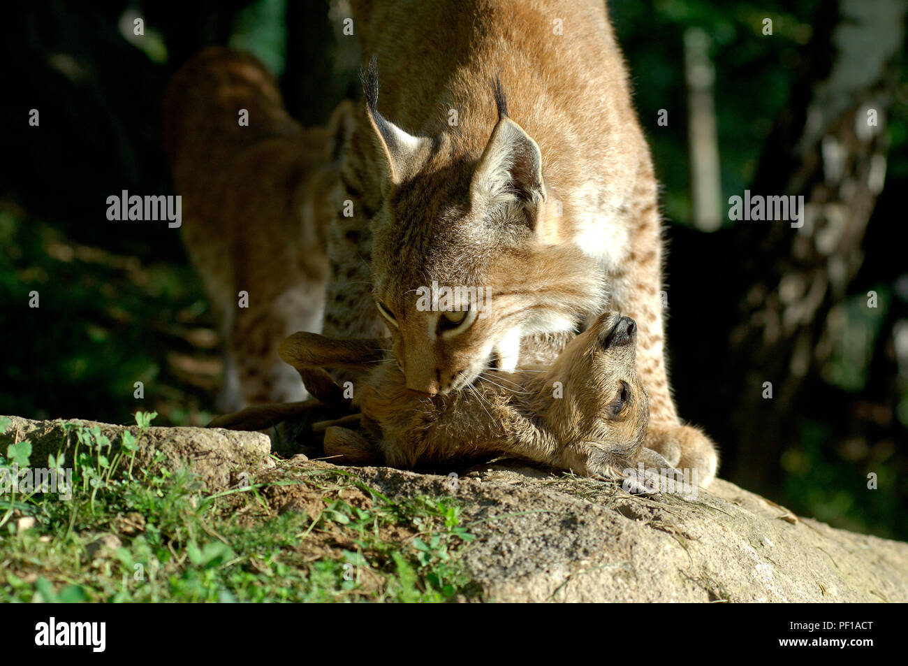 Lynx - Eating a prey - fawn od roe deer (Lynx lynx) Lynx boréal Stock ...