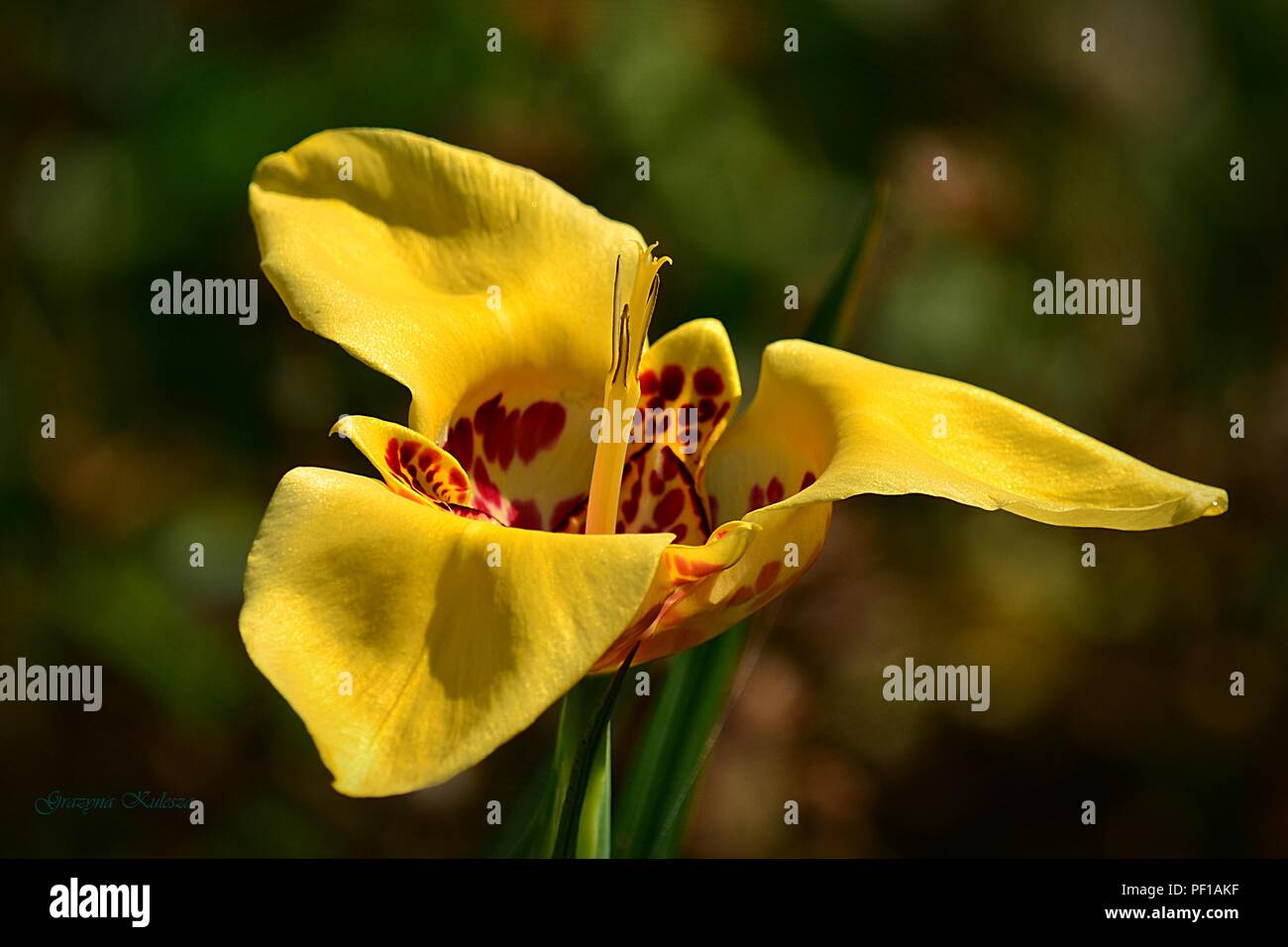 Yellow tigridia - a single flower Stock Photo