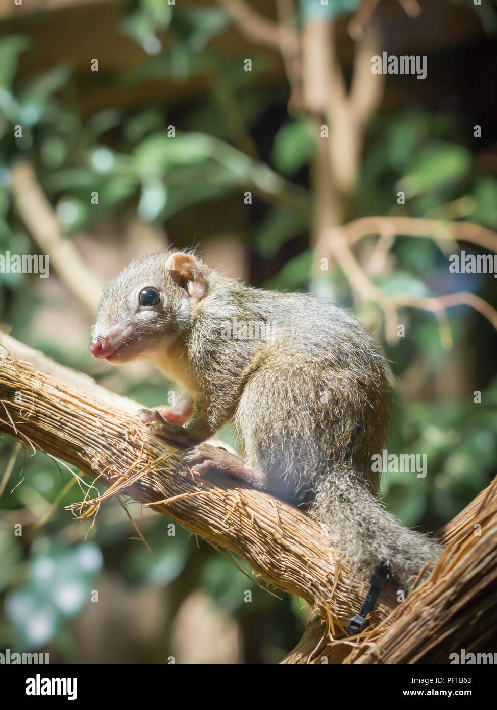 tree shrew squirel Stock Photo Alamy