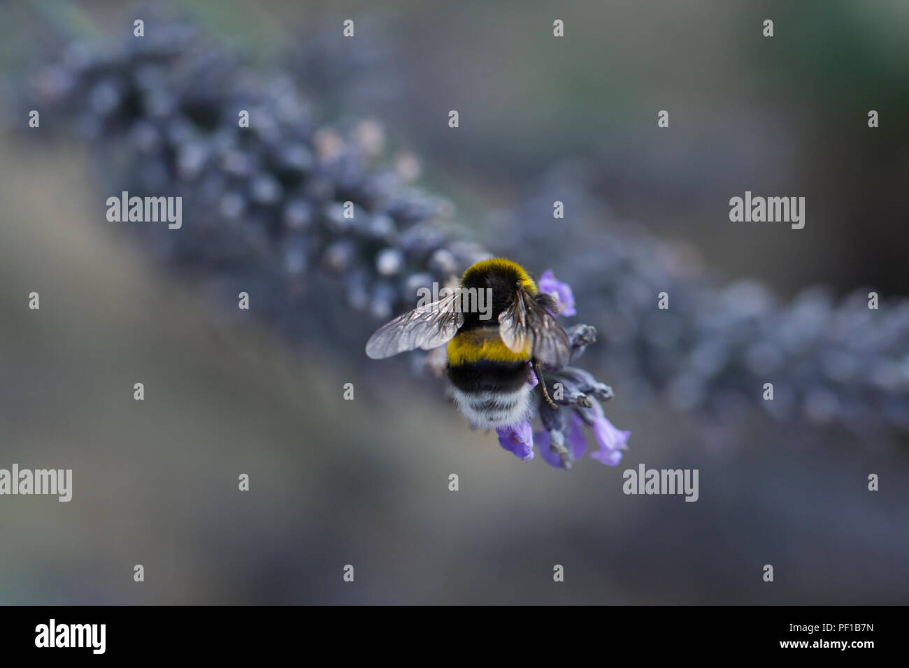 bee on lavender flower Stock Photo