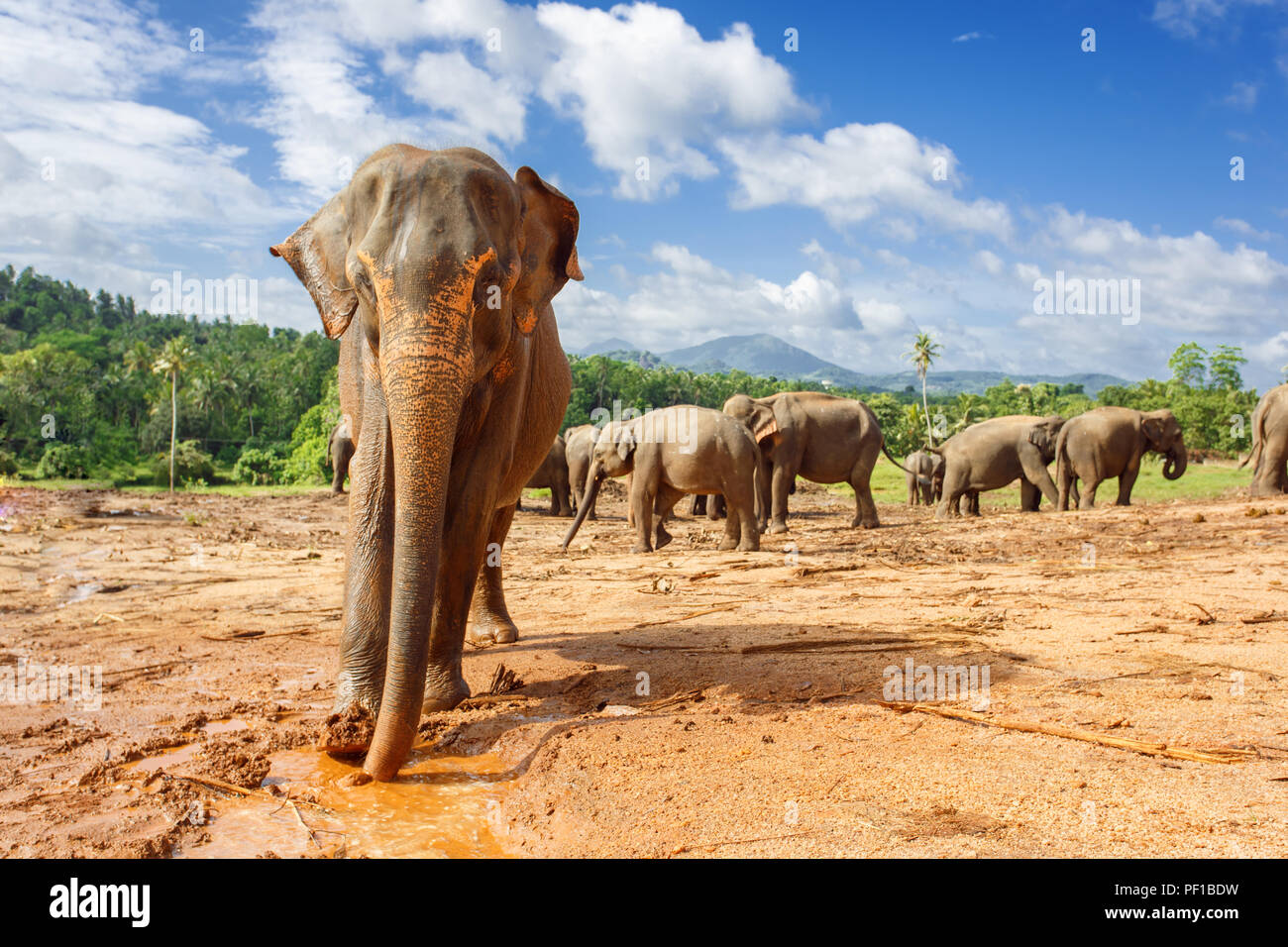 Close up portrait of elephant in Sri Lanka Stock Photo - Alamy