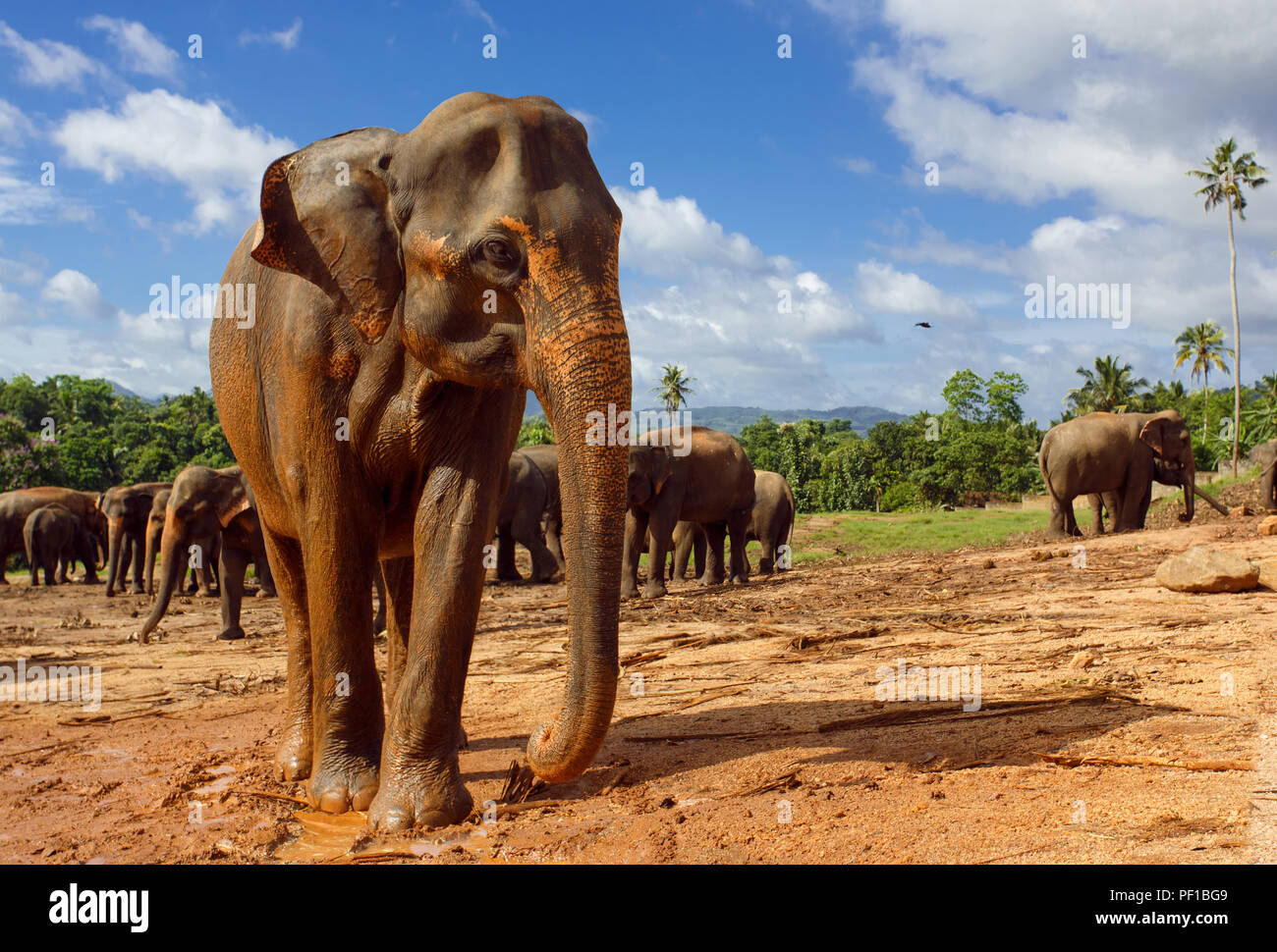 Elephants In Sri Lanka High Resolution Stock Photography and Images - Alamy
